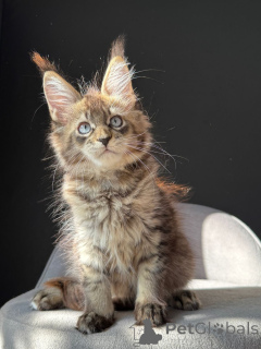 Photo №2 to announcement № 154918 for the sale of maine coon - buy in Germany breeder