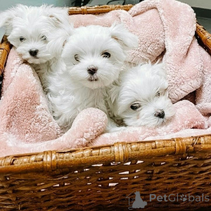 Photo №1. maltese dog - for sale in the city of Grimsby | 361$ | Announcement № 170064