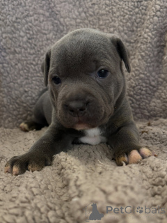 Photo №3. Pure Power & Unbreakable Love Staffordshire Bull Terrier Puppy. Czech Republic