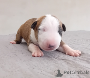 Photo №2 to announcement № 160818 for the sale of bull terrier - buy in Poland breeder