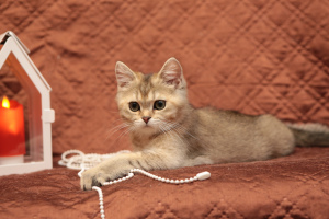 Photo №1. british shorthair - for sale in the city of Lodeynoye Pole | Negotiated | Announcement № 3974