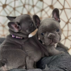 Photo №1. french bulldog - for sale in the city of Ostrava | Is free | Announcement № 98118