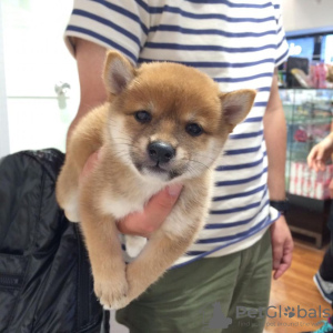 Photo №1. shiba inu - for sale in the city of Prague | negotiated | Announcement № 83736