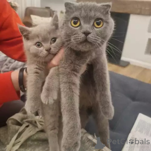 Photo №1. scottish fold - for sale in the city of Schenefeld | 380$ | Announcement № 167272