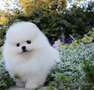 Photo №1. pomeranian - for sale in the city of Москва | negotiated | Announcement № 7465