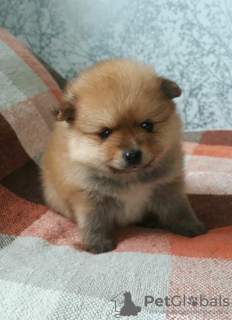 Photo №1. pomeranian - for sale in the city of Minsk | 208$ | Announcement № 124050