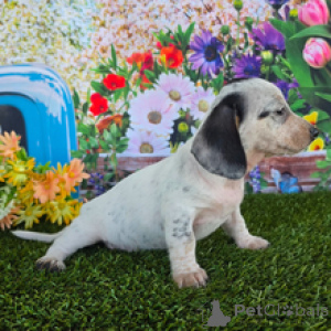 Photo №2 to announcement № 171111 for the sale of dachshund - buy in Germany private announcement