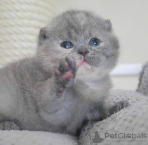 Photo №3. Mixed breed Shorthair kittens available. United States