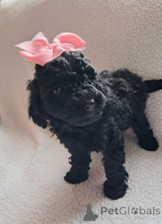 Photo №1. poodle (toy) - for sale in the city of Lepen | 578$ | Announcement № 172197