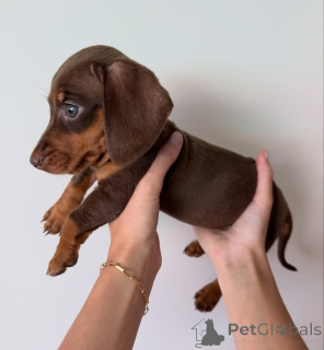 Photo №2 to announcement № 177766 for the sale of dachshund - buy in Netherlands private announcement