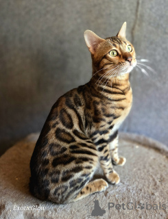 Photo №3. Mating of Bengal cats in Belarus. Announcement № 174046