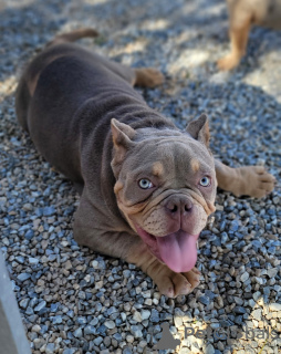 Photo №2 to announcement № 20217 for the sale of american bully - buy in Spain breeder