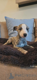 Photo №4. I will sell saluki in the city of Bachka-Palanka.  - price - negotiated