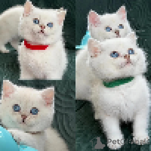 Photo №3. fluffy white babies of maika - british shorthair kittens. Luxembourg