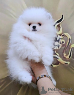 Photo №1. pomeranian - for sale in the city of Belgrade | negotiated | Announcement № 115031