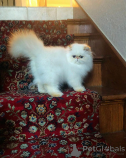 Photo №1. himalayan cat - for sale in the city of Overijse | Is free | Announcement № 128928