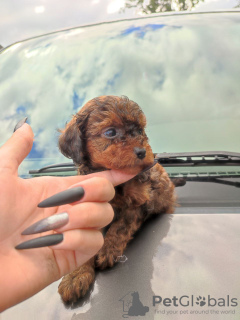 Additional photos: Toy Poodle puppy Liana