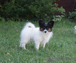 Photo №3. Papillon puppies from the kennel!. Ukraine