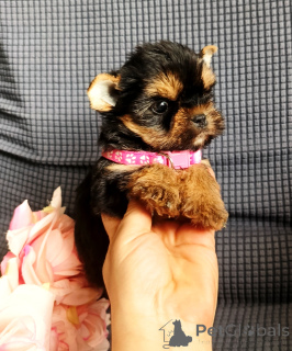 Photo №2 to announcement № 164508 for the sale of yorkshire terrier - buy in Russian Federation breeder