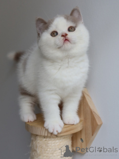 Photo №3. Gorgeous British Shorthair Kittens for Sale Fluffy, Gentle & Family-Oriented. Germany