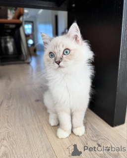 Photo №1. ragdoll - for sale in the city of Avignon | negotiated | Announcement № 156536