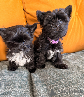 Photo №1. yorkshire terrier - for sale in the city of Vukovar | 350$ | Announcement № 161329