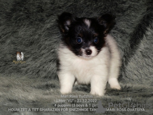 Photo №1. papillon dog - for sale in the city of Saratov | negotiated | Announcement № 39358
