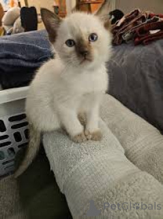 Photo №3. Myytävänä siamilaisia kissanpentuja. Finland