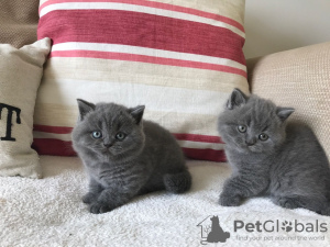 Photo №1. british shorthair - for sale in the city of Colona | negotiated | Announcement № 44310