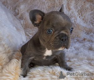 Photo №4. I will sell french bulldog in the city of Berlin.  - price - Is free