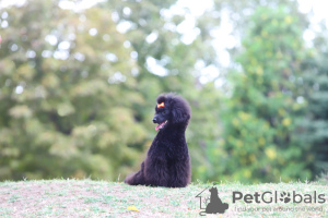 Photo №3. Toy poodle bitch puppy. Serbia