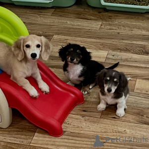 Photo №1. dachshund - for sale in the city of Berlin | negotiated | Announcement № 155639