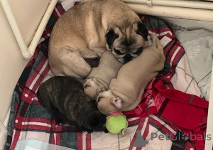 Photo №1. pug - for sale in the city of IVANCICE | 574$ | Announcement № 148579