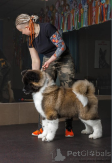 Photo №1. american akita - for sale in the city of Tula | negotiated | Announcement № 168391