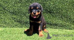 Photo №1. rottweiler - for sale in the city of Barendrecht | Is free | Announcement № 159200