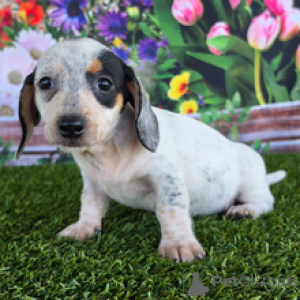 Photo №1. dachshund - for sale in the city of Berlin | 826$ | Announcement № 171111
