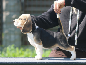 Photo №1. beagle - for sale in the city of Minsk | 599$ | Announcement № 2909
