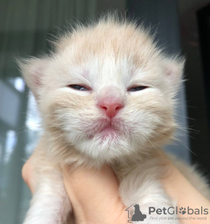 Photo №3. Healthy cute adorable and socialized Maine coon kittens available now. Germany