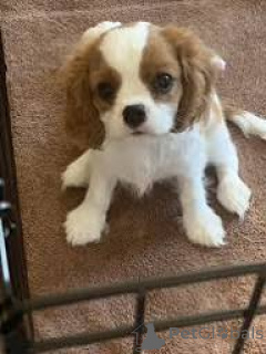Photo №3. Cavalier King Charles Spaniel puppies for sale. United Kingdom