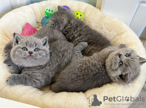 Photo №1. british shorthair - for sale in the city of Berlin | negotiated | Announcement № 117745