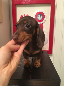 Photo №1. dachshund - for sale in the city of Турин | Is free | Announcement № 5726