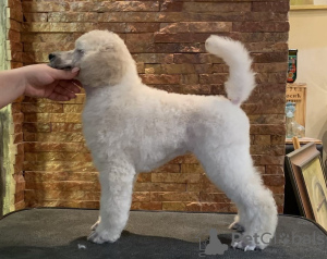 Photo №3. Poodle Standard Puppies. Serbia