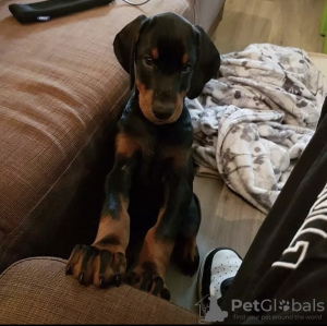 Photo №2 to announcement № 98335 for the sale of dobermann - buy in Germany private announcement, from nursery, from the shelter, breeder