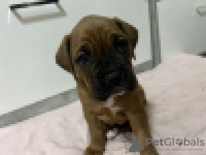 Photo №2 to announcement № 122378 for the sale of boxer - buy in Finland private announcement, breeder