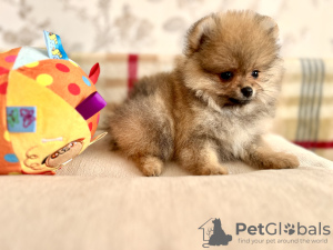 Photo №3. Pomeranian Spitz. Ukraine