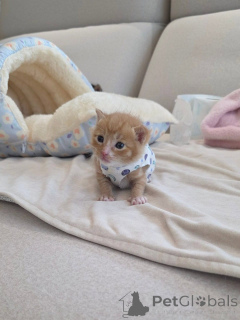 Photo №4. I will sell scottish fold in the city of Afionas. breeder - price - 310$