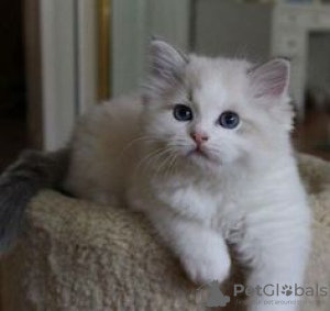 Photo №4. I will sell donskoy cat in the city of Berlin. private announcement, from nursery, breeder - price - 264$