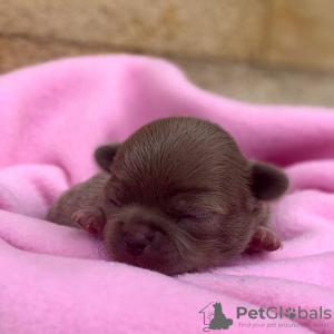 Photo №3. chihuahua puppies need a new home contact WhatsApp info @ 33 6 04 06 75 04.. Sweden