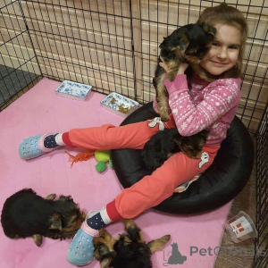 Photo №1. yorkshire terrier - for sale in the city of Härnösand | negotiated | Announcement № 170433