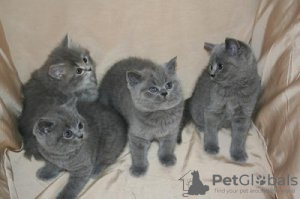 Photo №3. Cute British-shorthair kitten for free adoption. Germany